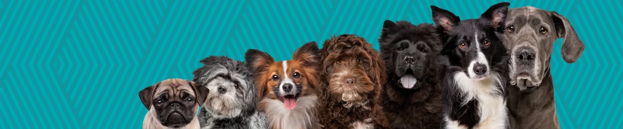 GROOMO - find your breed, a row of various dog breeds